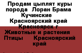 Продам цыплят куры порода: Лоран Брама, Кучинские. - Красноярский край, Красноярск г. Животные и растения » Птицы   . Красноярский край